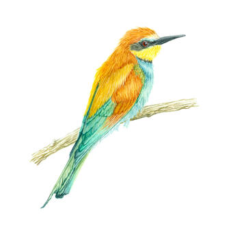 Bee-eater