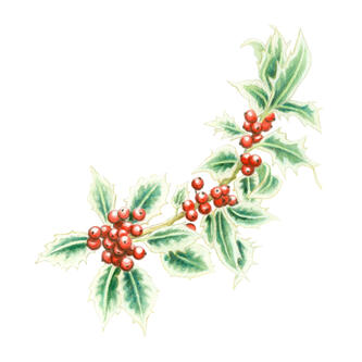 English holly