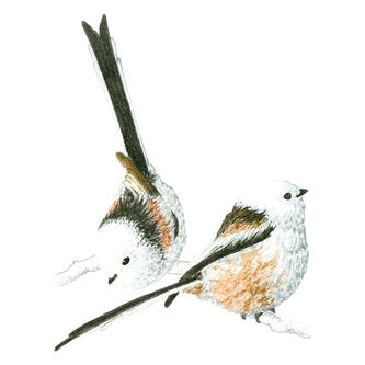 Long-tailed tit