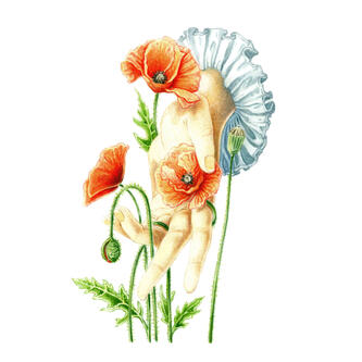 Victorian hand: poppies