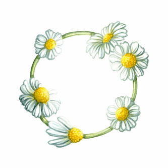 Chamomile