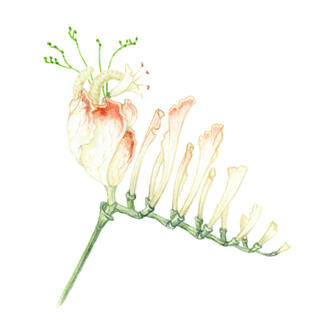 People blossoms
