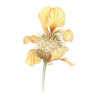 Puffer fish flower