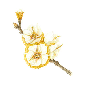 Clock blossoms
